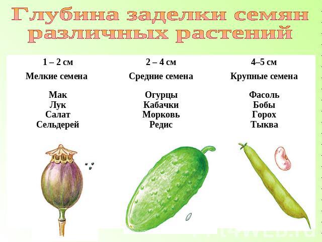 Глубина заделки семян различных растений