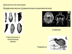 Доказательства эволюции: Морфологические (сравнительно-анатомические) Гомологичн