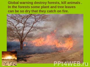 Global warning destroy forests, kill animals . In the forests some plant and tre