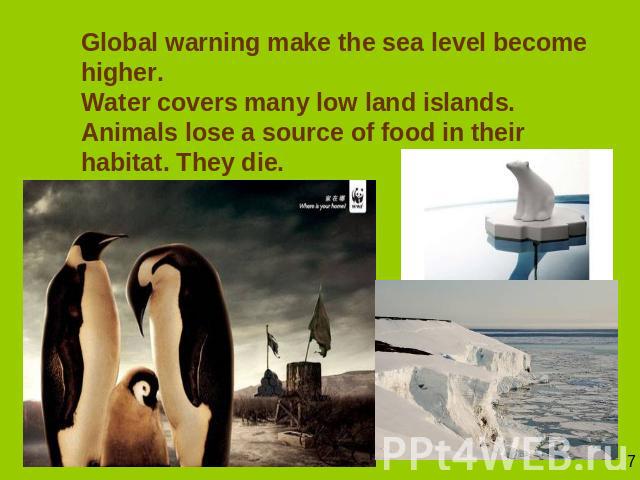 Global warning make the sea level become higher. Water covers many low land islands. Animals lose a source of food in their habitat. They die.