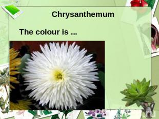 Chrysanthemum The colour is ...