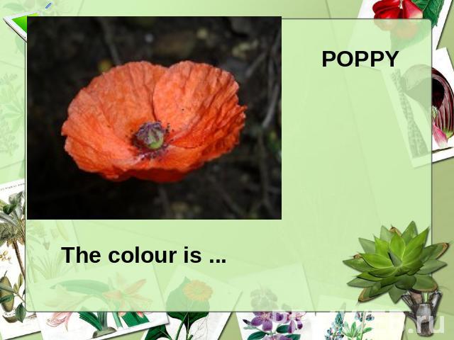 POPPY The colour is ...