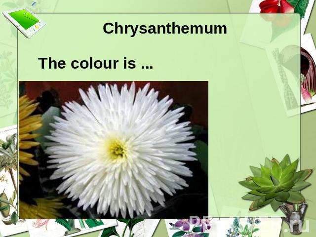 Chrysanthemum The colour is ...