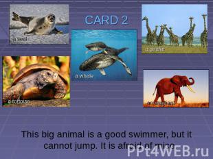 CARD 2 This big animal is a good swimmer, but it cannot jump. It is afraid of mi