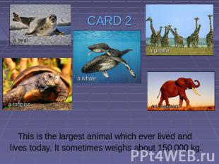 CARD 2 This is the largest animal which ever lived and lives today. It sometimes