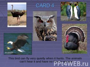 CARD 4 This bird can fly very quietly when it hunts. The animals can’t hear it a