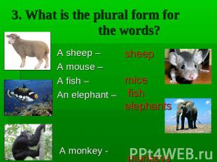 3. What is the plural form for the words? A sheep – A mouse – A fish – An elepha