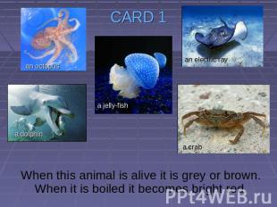 CARD 1 When this animal is alive it is grey or brown. When it is boiled it becom