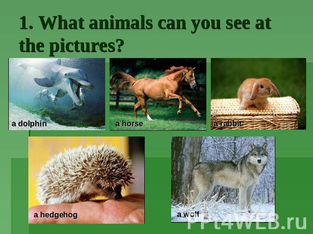 1. What animals can you see at the pictures?
