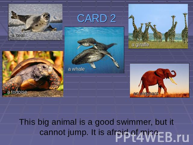 CARD 2 This big animal is a good swimmer, but it cannot jump. It is afraid of mice.