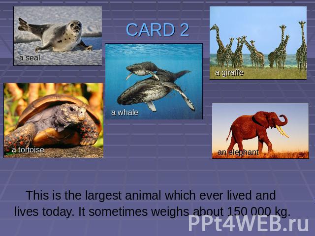 CARD 2 This is the largest animal which ever lived and lives today. It sometimes weighs about 150 000 kg.