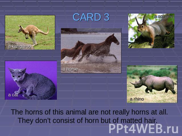 CARD 3 The horns of this animal are not really horns at all. They don’t consist of horn but of matted hair.