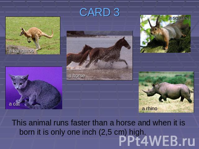CARD 3 This animal runs faster than a horse and when it is born it is only one inch (2,5 cm) high.