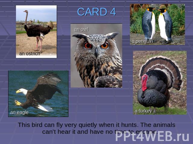 CARD 4 This bird can fly very quietly when it hunts. The animals can’t hear it and have no time to escape.