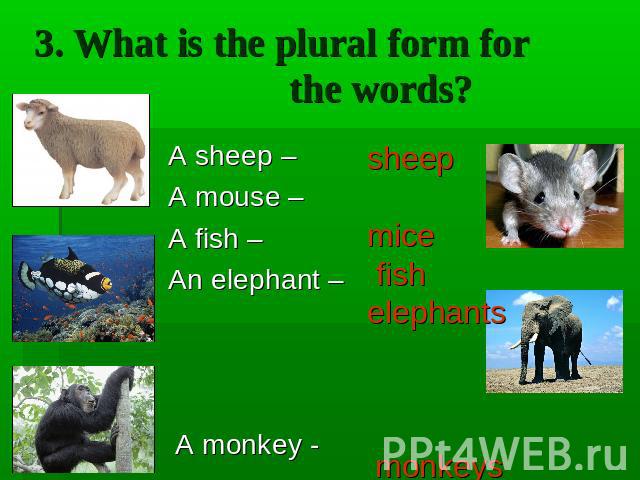 3. What is the plural form for the words? A sheep – A mouse – A fish – An elephant – A monkey -