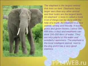 The elephant is the largest animal that lives on land. Elephants have larger ear