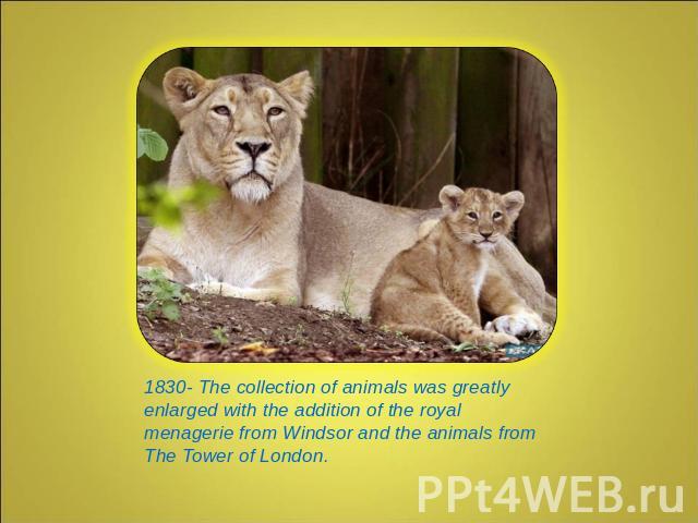 1830- The collection of animals was greatly enlarged with the addition of the royal menagerie from Windsor and the animals from The Tower of London.