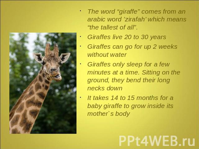 The word “giraffe” comes from an arabic word ’zirafah’ which means “the tallest of all”. Giraffes live 20 to 30 years Giraffes can go for up 2 weeks without water Giraffes only sleep for a few minutes at a time. Sitting on the ground, they bend thei…