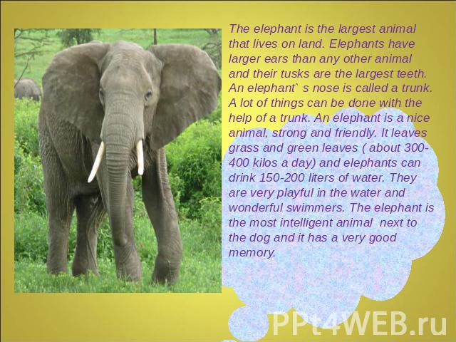 The elephant is the largest animal that lives on land. Elephants have larger ears than any other animal and their tusks are the largest teeth. An elephant` s nose is called a trunk. A lot of things can be done with the help of a trunk. An elephant i…