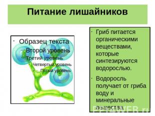 Питание лишайников Гриб питается органическими веществами, которые синтезируются