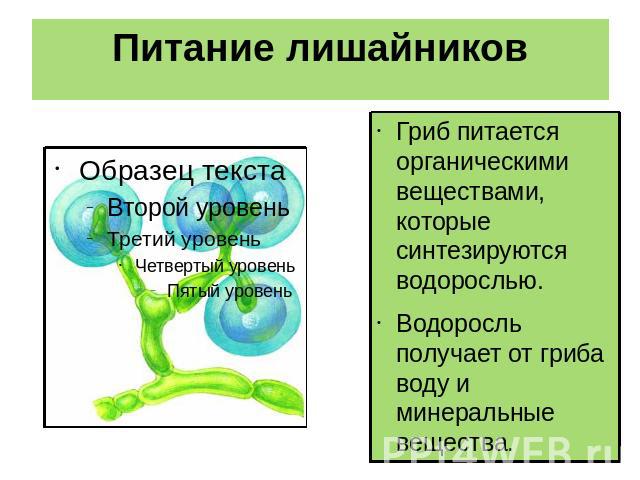 Питание лишайников Гриб питается органическими веществами, которые синтезируются водорослью. Водоросль получает от гриба воду и минеральные вещества.