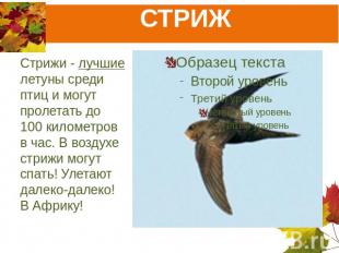 СТРИЖ Стрижи - лучшие летуны среди птиц и могут пролетать до 100 километров в ча
