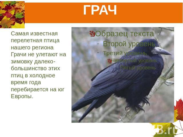 ГРАЧ Самая известная перелетная птица нашего региона Грачи не улетают на зимовку далеко- большинство этих птиц в холодное время года перебирается на юг Европы.