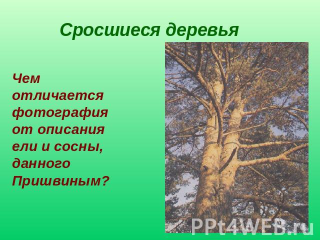 Сросшиеся деревья Чем отличается фотография от описания ели и сосны, данного Пришвиным?