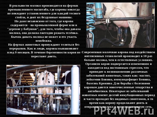 В реальности молоко производится на фермах промышленного масштаба, где коровы никогда не покидают установленного для каждой тесного стойла, и доят их бездушные машины. Но даже независимо от того, где корова содержится - на промышленной ферме или в 