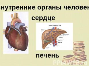 Внутренние органы человека сердце печень