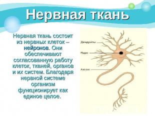 Нервная ткань Нервная ткань состоит из нервных клеток – нейронов. Они обеспечива
