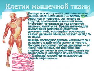 Клетки мышечной ткани Мышцы или мускулы (от лат. musculus — мышка, маленькая мыш