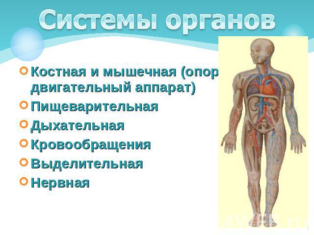 Системы органов Костная и мышечная (опорно-двигательный аппарат)ПищеварительнаяДыхательнаяКровообращенияВыделительная Нервная