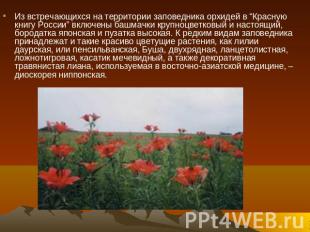 Из встречающихся на территории заповедника орхидей в “Красную книгу России” вклю