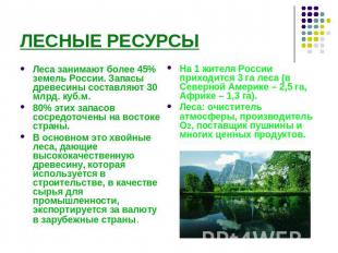 ЛЕСНЫЕ РЕСУРСЫ Леса занимают более 45% земель России. Запасы древесины составляю