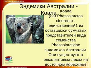 Эндемики Австралии - Коала Коала (лат.Phascolarctos cinereus) - единственный1 из