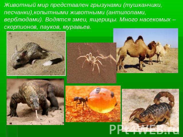 Животный мир представлен грызунами (тушканчики,песчанки),копытными животными (антилопами,верблюдами). Водятся змеи, ящерицы. Много насекомых – скорпионов, пауков, муравьев.