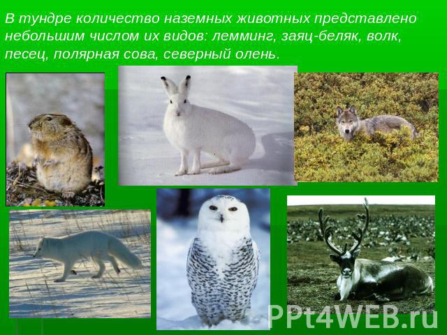 В тундре количество наземных животных представленонебольшим числом их видов: лемминг, заяц-беляк, волк,песец, полярная сова, северный олень.