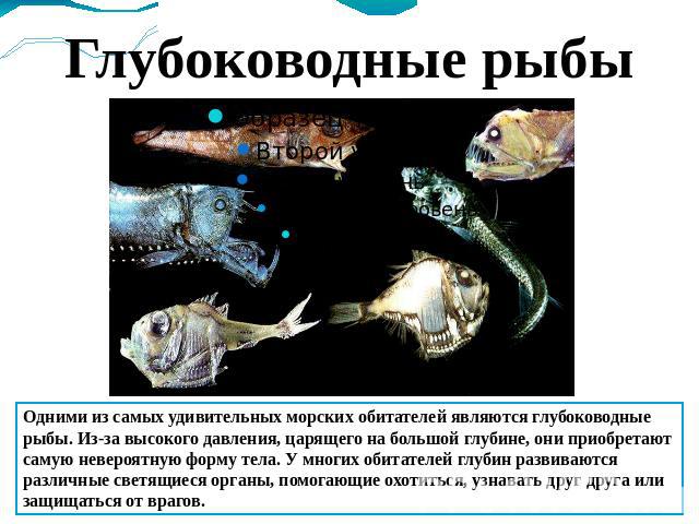 Глубоководные рыбы Одними из самых удивительных морских обитателей являются глубоководные рыбы. Из-за высокого давления, царящего на большой глубине, они приобретают самую невероятную форму тела. У многих обитателей глубин развиваются различные свет…