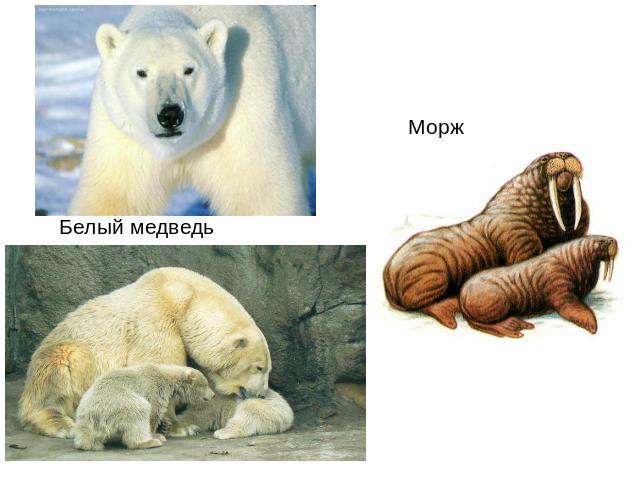 Белый медведь Морж