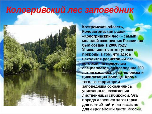 Кологривский лес заповедник Костромская область, Коловогривский район«Кологривский лес» - самый молодой заповедник России, он был создан в 2006 году.Уникальность этого уголка природы в том, что здесь находится реликтовый лес, который, по подсчетам с…