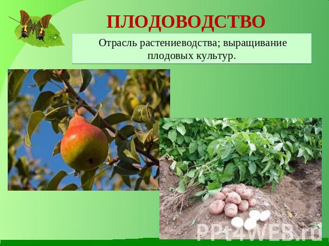 ПЛОДОВОДСТВО Отрасль растениеводства; выращивание плодовых культур.
