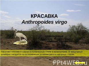 КРАСАВКА Anthropoides virgo Населяет плоские и слегка всхолмленные степи и полуп