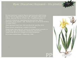 Ирис (Касатик) боровой - Iris pineticola Klok. Распространение: Средняя Европа,