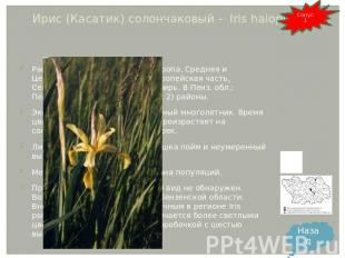 Ирис (Касатик) солончаковый -  Iris halophila Pall. Распространение: Восточная Е