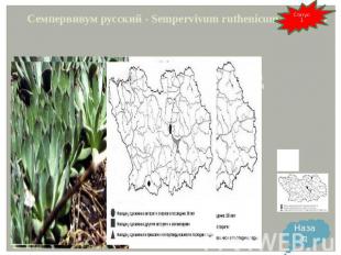 Семпервивум русский - Sempervivum ruthenicum Schnittsp