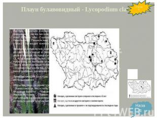 Плаун булавовидный - Lycopodium clavatum L. Распространение: космополит. В север