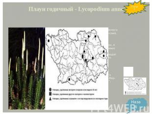 Плаун годичный - Lycopodium annotinum L. Распространение: влажные хвойные и мелк
