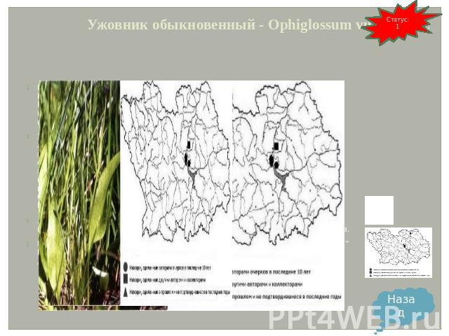 Ужовник обыкновенный - Ophiglossum vulgatum L