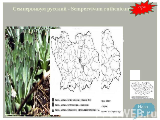 Семпервивум русский - Sempervivum ruthenicum Schnittsp